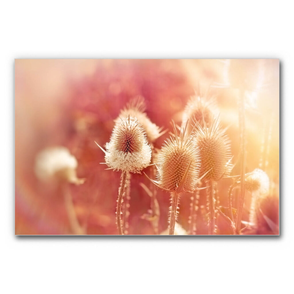 Akustikbild mit Wiese in warmen Farbtönen