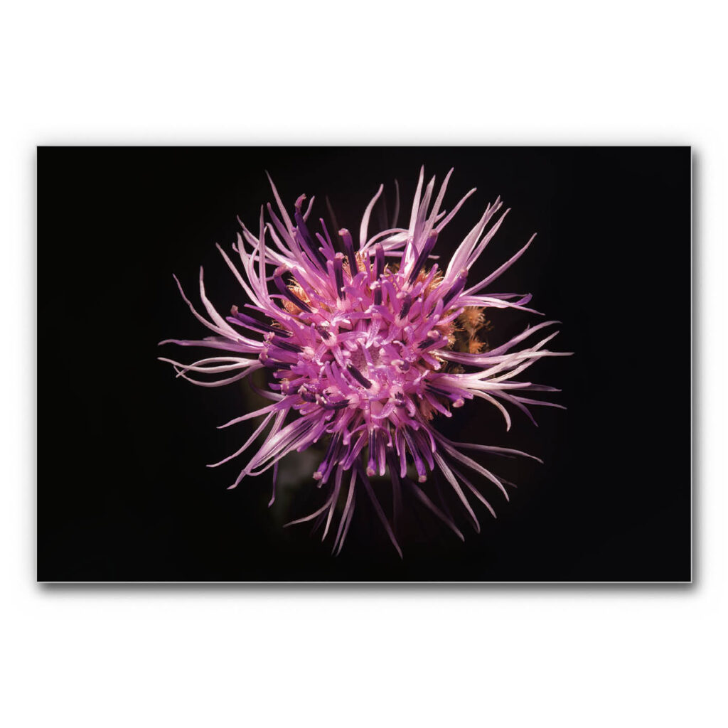 Schallabsorberbild Blütenmakro mit sternförmiger Blüte in intensiven Violett- und Pinktönen, feinen Blütenfäden vor dunklem Hintergrund, kontrastreiches florales Wandbild.