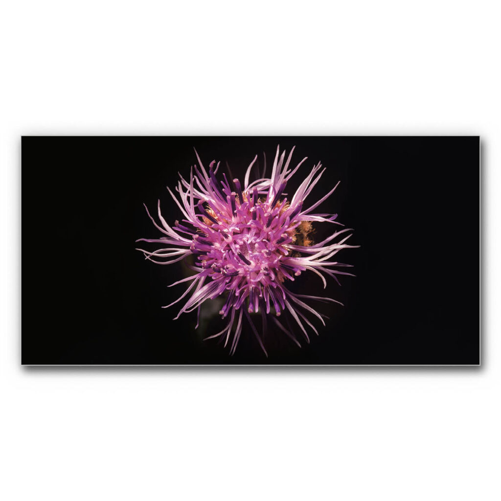 Akustikbild Gartenstern