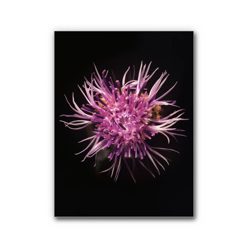 Akustikbild Gartenstern