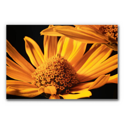 Akustikbild Goldblüte