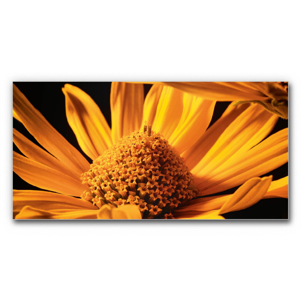 Akustikbild Goldblüte