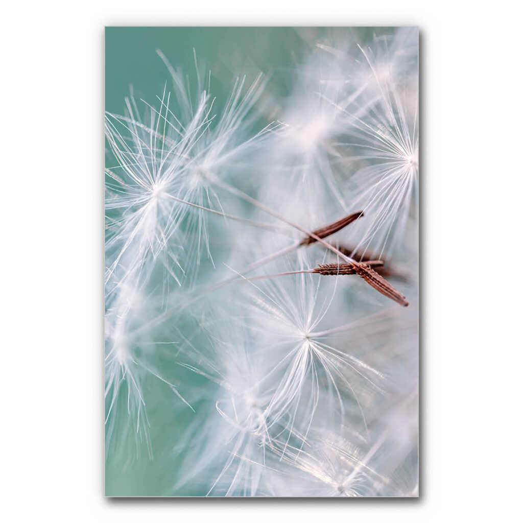Akustikbild Federleicht im Wind