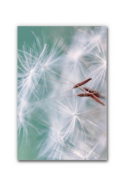 Akustikbild Federleicht im Wind