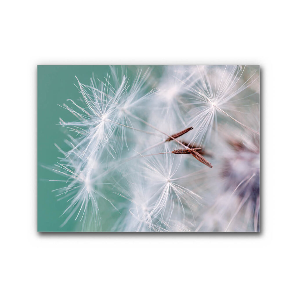 Akustikbild Federleicht im Wind