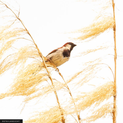 Akustikbild Gräser mit Spatz – Bild 2