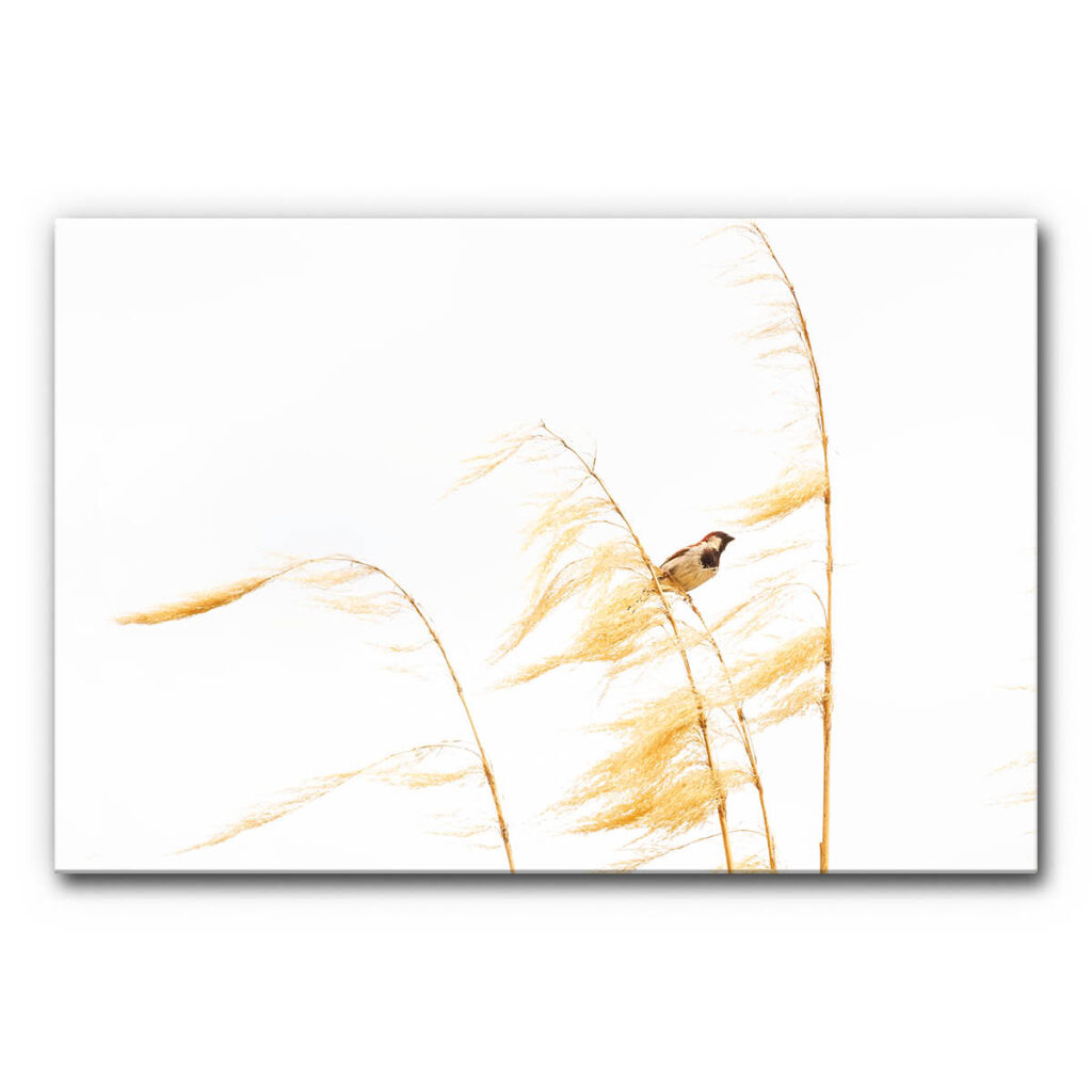 Schallminderndes Wandbild Spatz Naturmotiv mit einem Spatz auf einem trockenen Grashalm vor weißem Hintergrund.