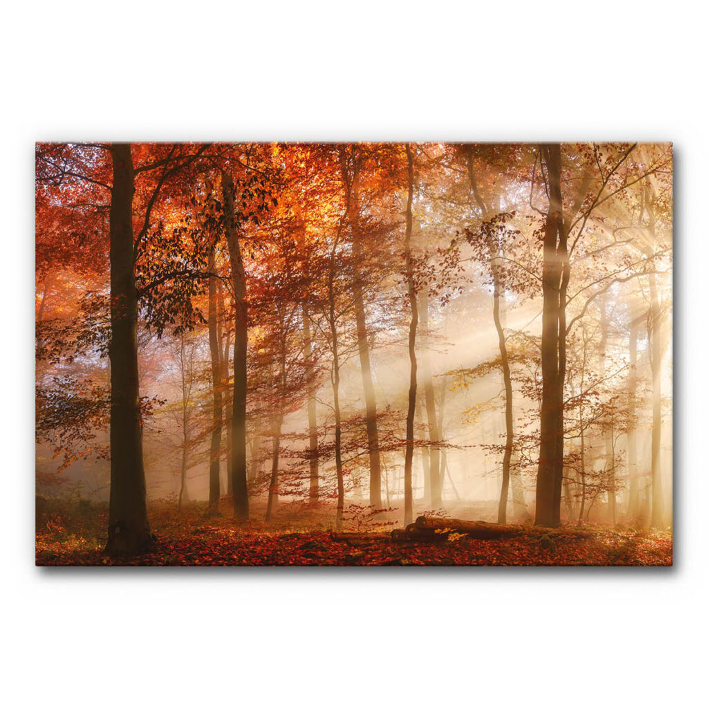 Akustisches Bild lichtdurchfluteter Herbstwald zeigt hohe Baumstämme in einem herbstlichen Wald, durch den sanfte Sonnenstrahlen fallen und eine warme, ruhige Tiefenwirkung erzeugen.
