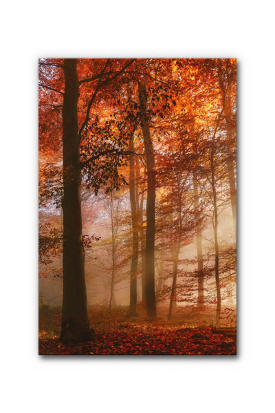 Akustikbild Herbstwald (1/3)