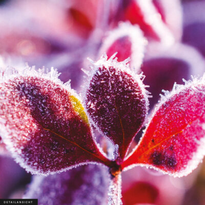 Akustikbild Winterzweig I
