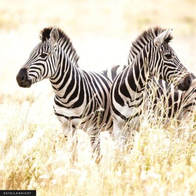 Akustikbild Zwei Zebras – Bild 2