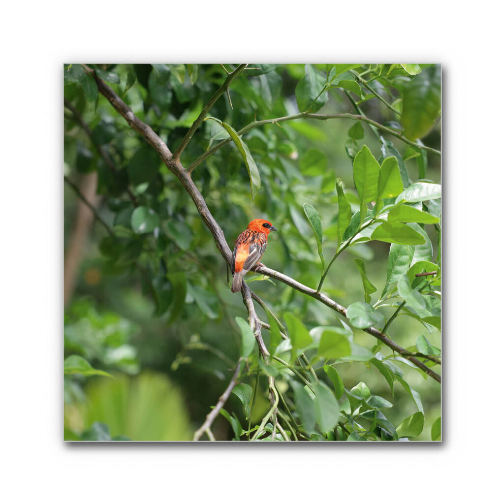 Akustikbild Orangener Vogel