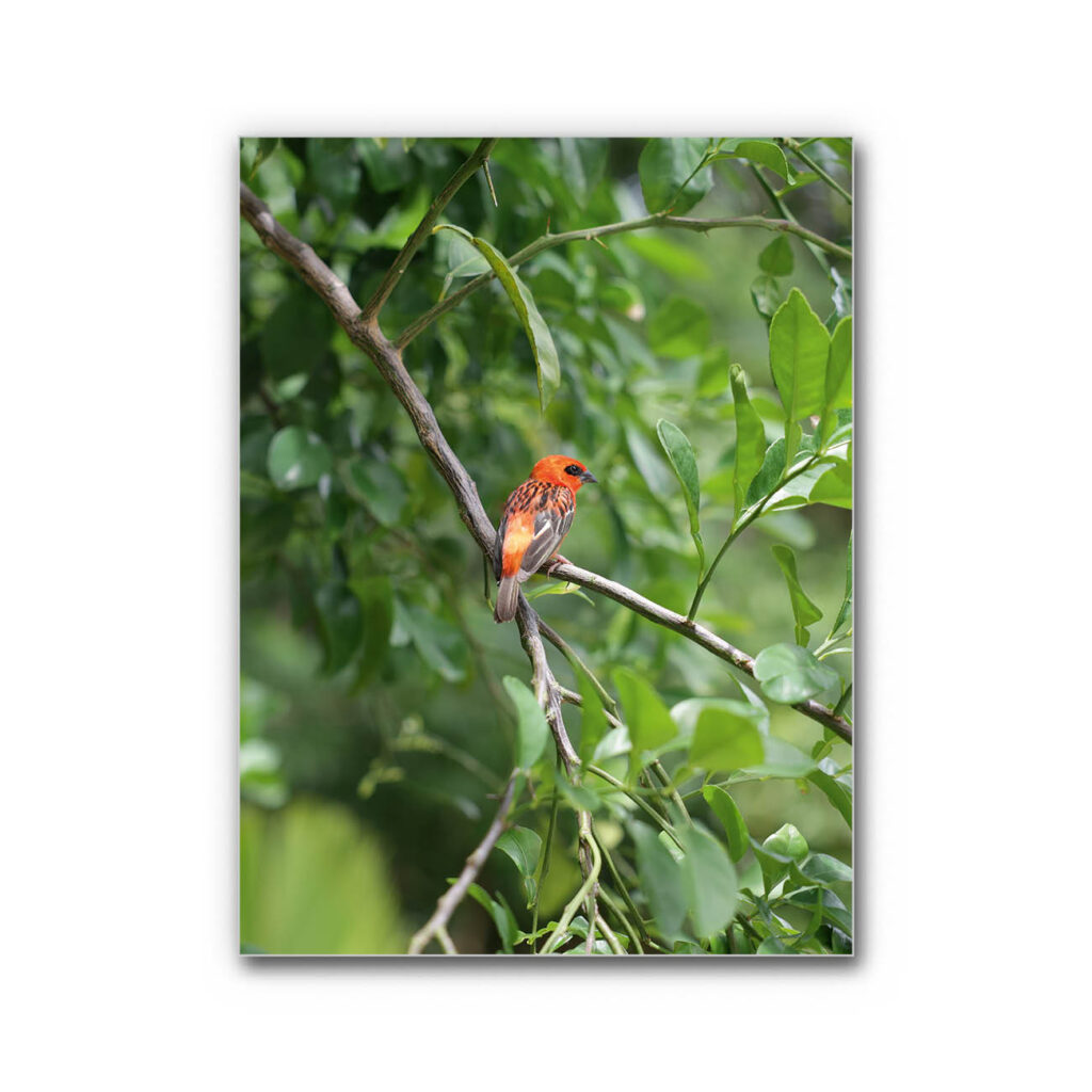 Akustikbild Orangener Vogel