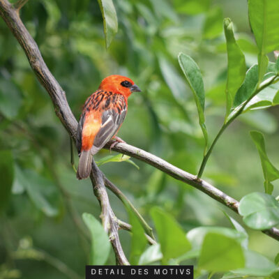 Akustikbild Orangener Vogel – Bild 2