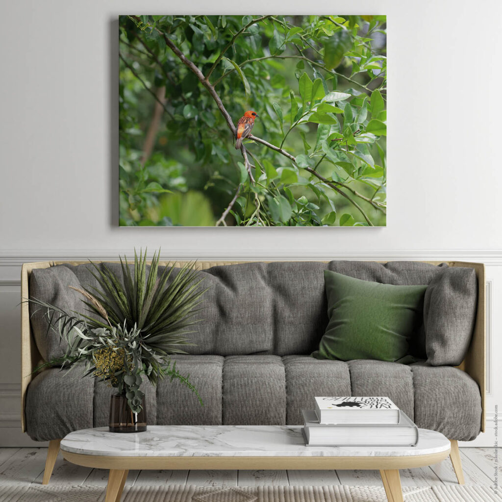 Akustikbild Orangener Vogel