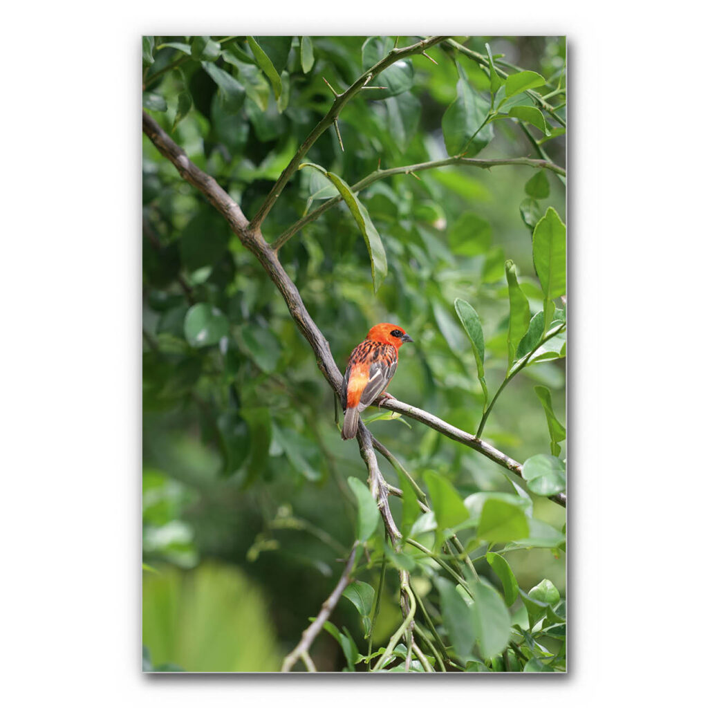 Akustikbild Orangener Vogel