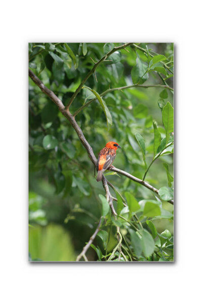 Akustikbild Orangener Vogel