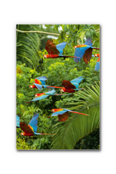 Akustikbild Buntes Paradies