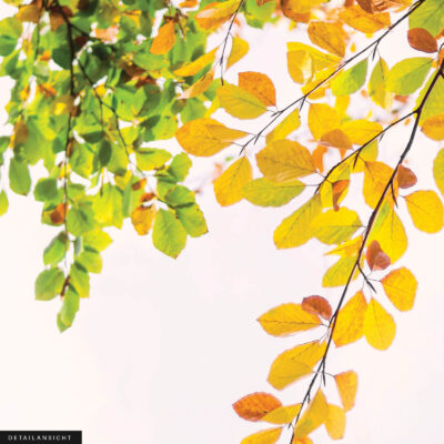 Akustikbild Der Kuss der Sonne – Bild 2