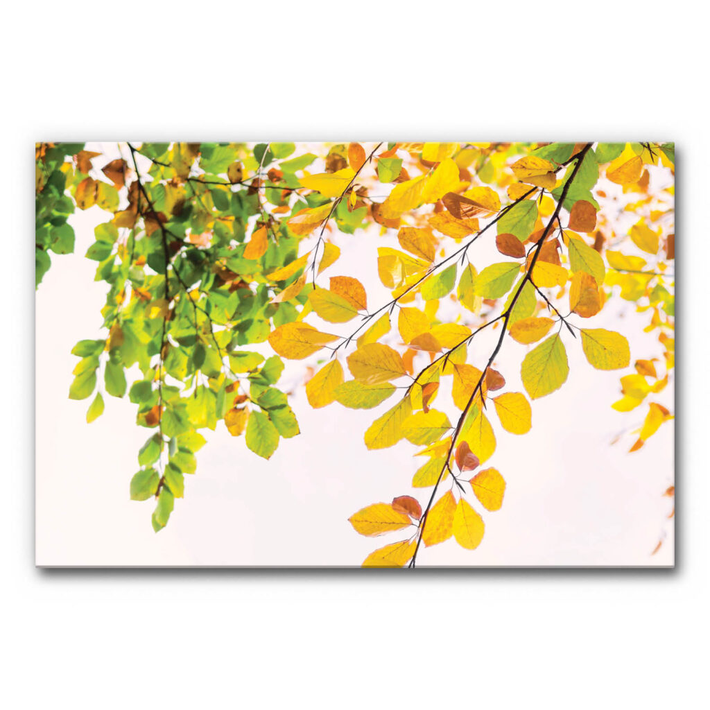 Akustisches Bild Herbstlaub zeigt filigrane Zweige mit locker angeordnetem Blattwerk, das vom Sonnenlicht durchstrahlt wird und eine leichte, warme Herbststimmung vermittelt.