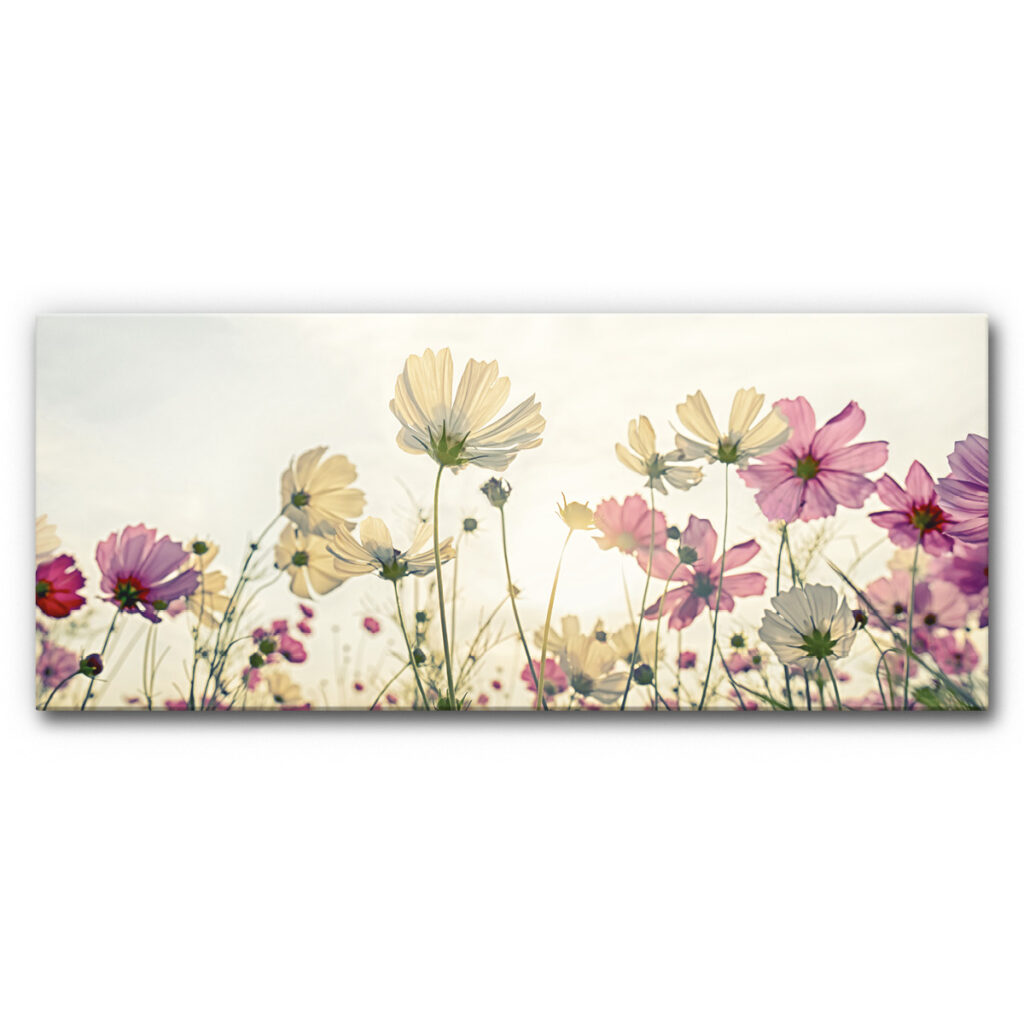 Akustikbild Wiese mit Kosmeen (120x50x4 cm CanvasStyle)