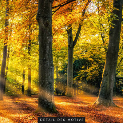 Akustikbild Herbstwald II (auch als Panorama bis 400 cm)