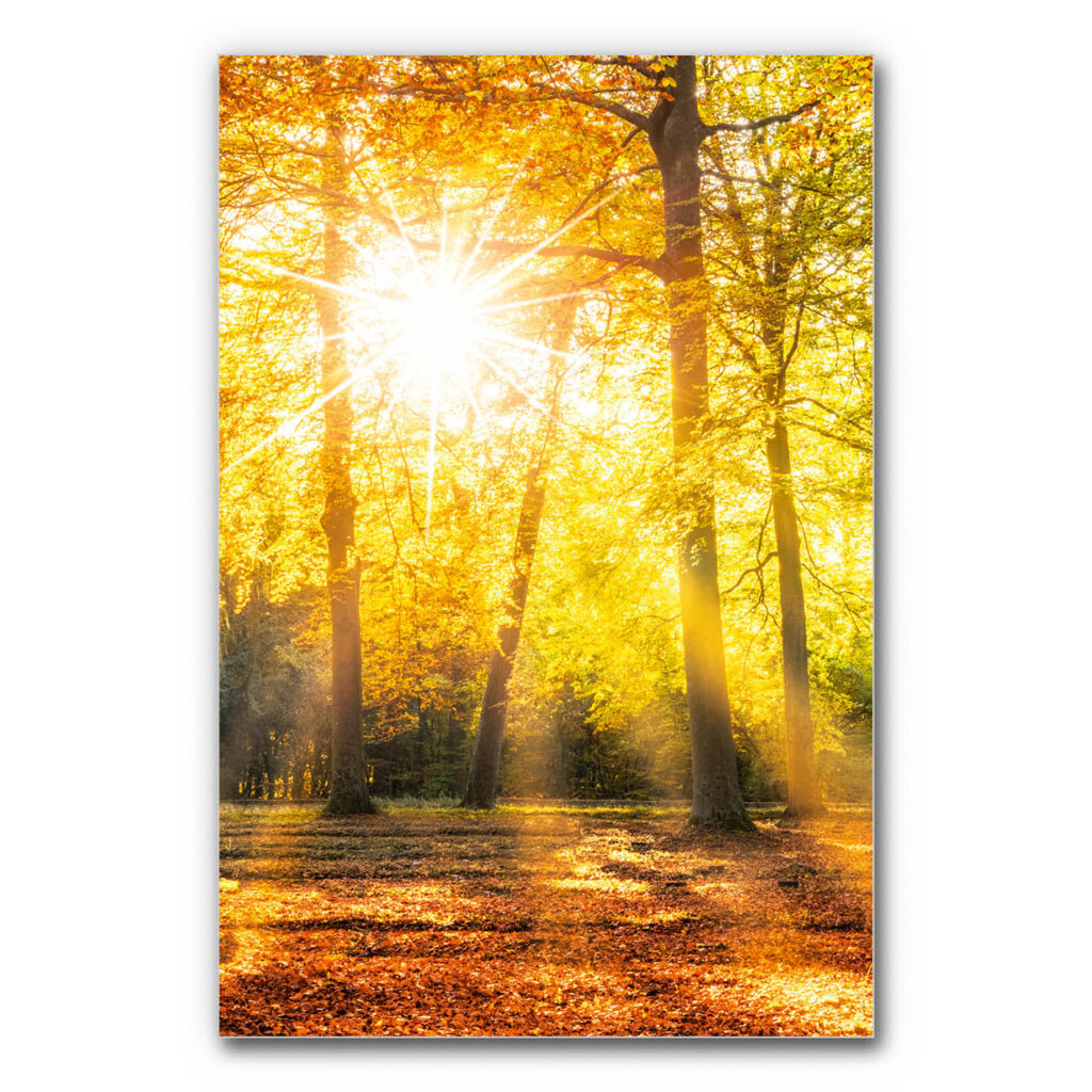 Akustikbild Herbstwald 2 (auch als Panorama bis 400 cm)