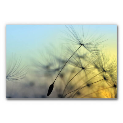 Akustikbild Pusteblume