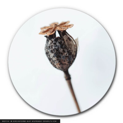 Akustikbild Herbstknospe