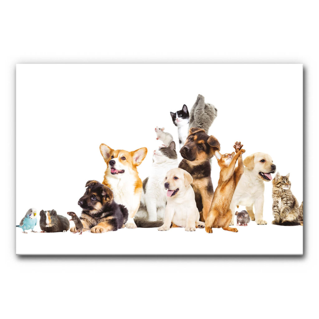 Akustikbild für Tierarztpraxis mit vielen typischen Haustieren