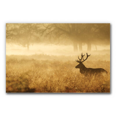 Akustikbild Hirsch