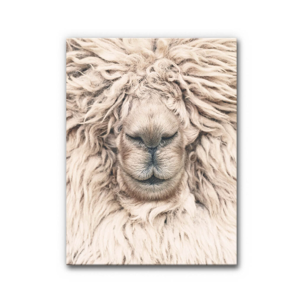 Akustikbild Alpaka