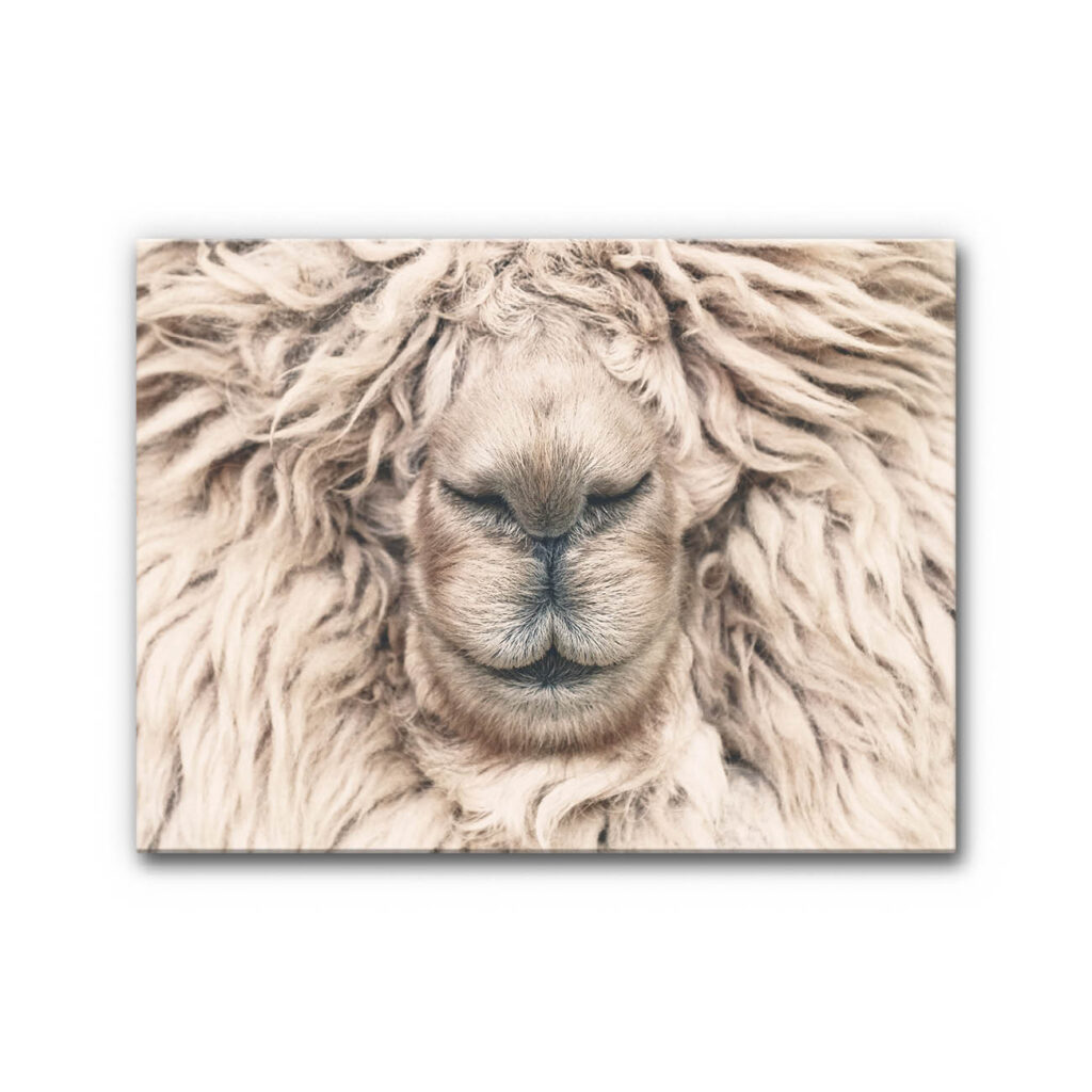 Akustikbild Alpaka