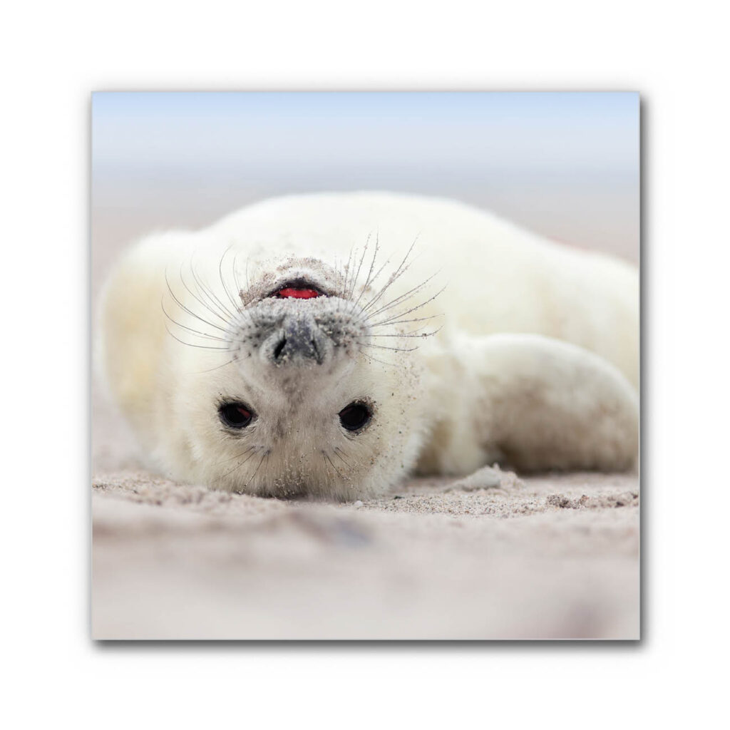 Akustikbild Kleine Robbe