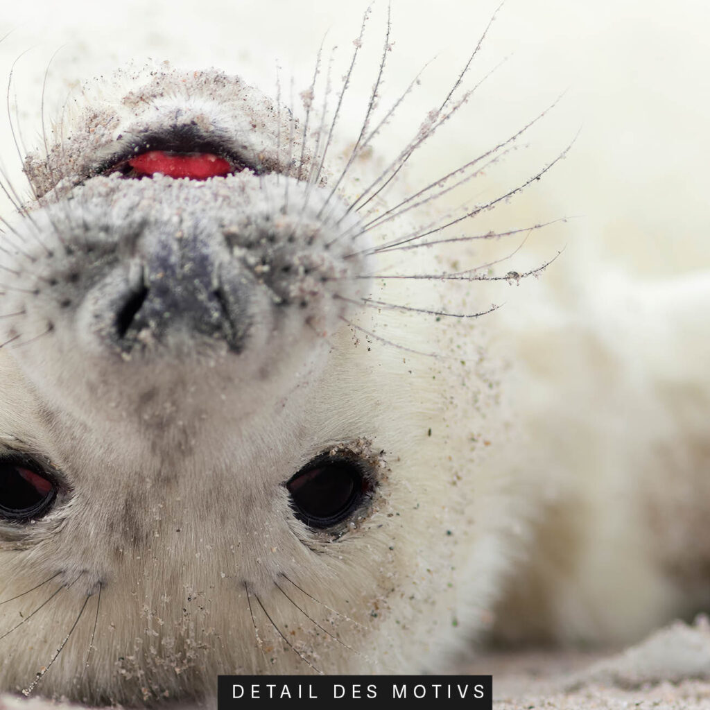 Akustikbild Kleine Robbe