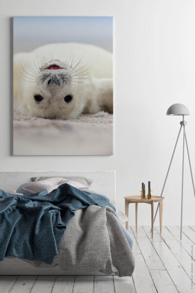 Akustikbild Kleine Robbe