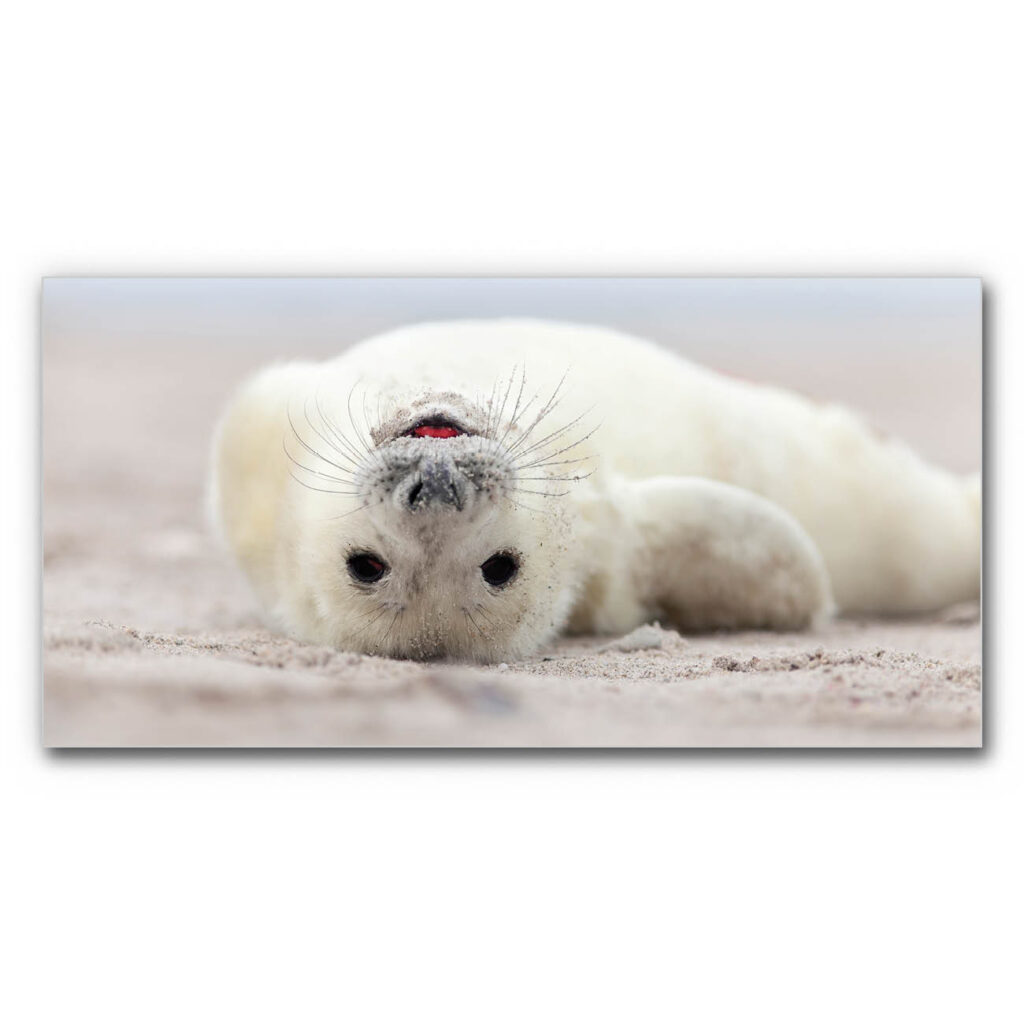 Akustikbild Kleine Robbe