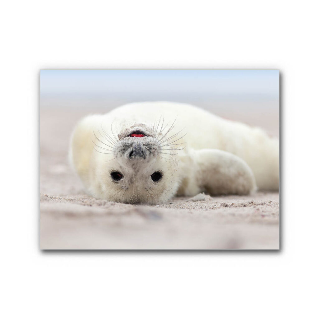 Akustikbild Kleine Robbe