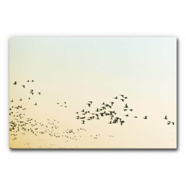 Akustikbild Vogelschwarm im Format DIN A0