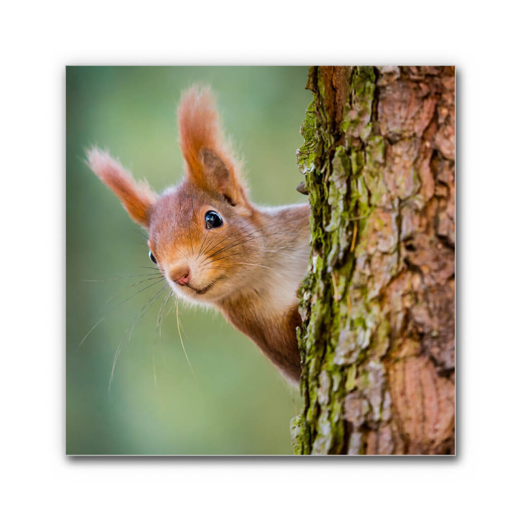 Akustikbild Eichhörnchen
