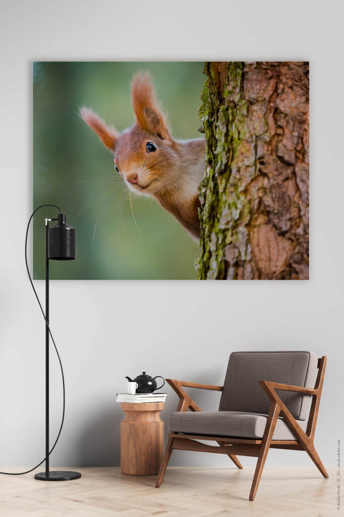 Akustikbild Eichhörnchen