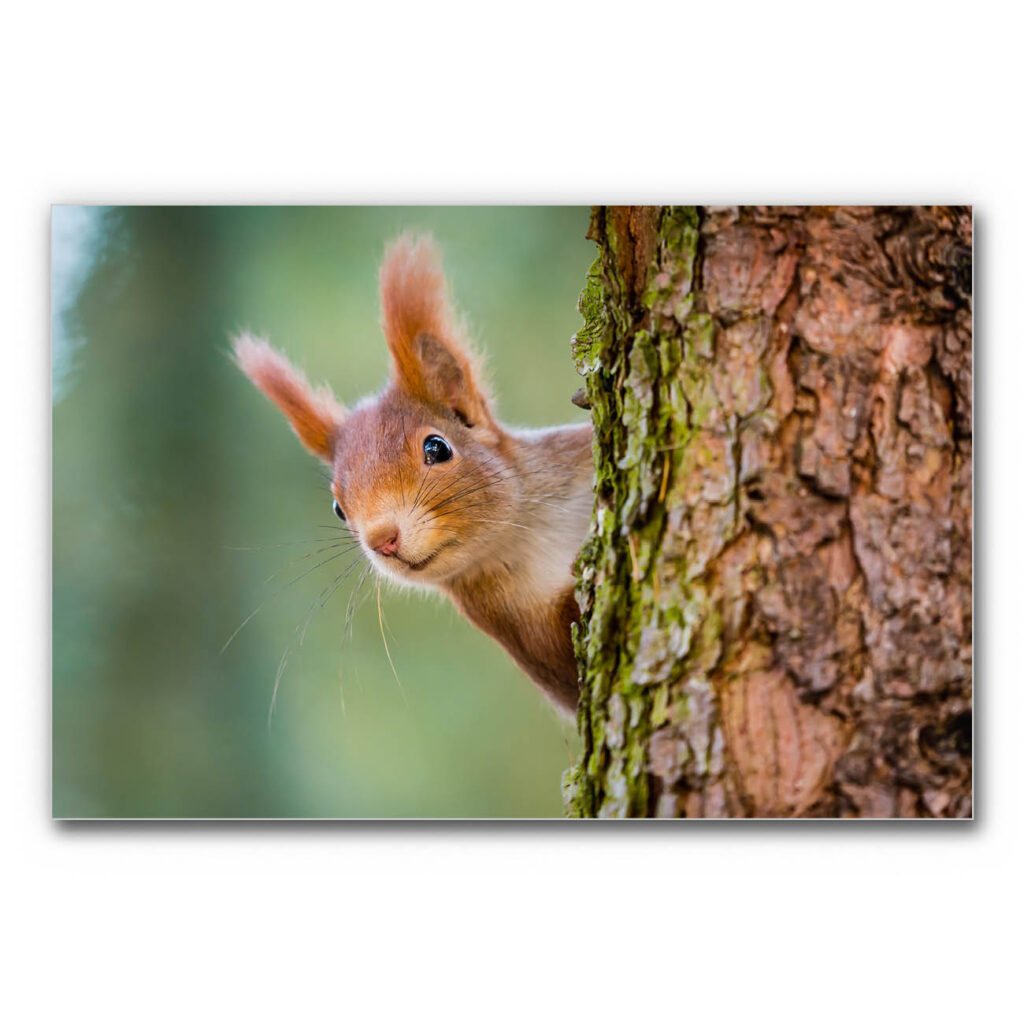 Akustikbild Eichhörnchen in der Nahaufnahme am Baumstamm