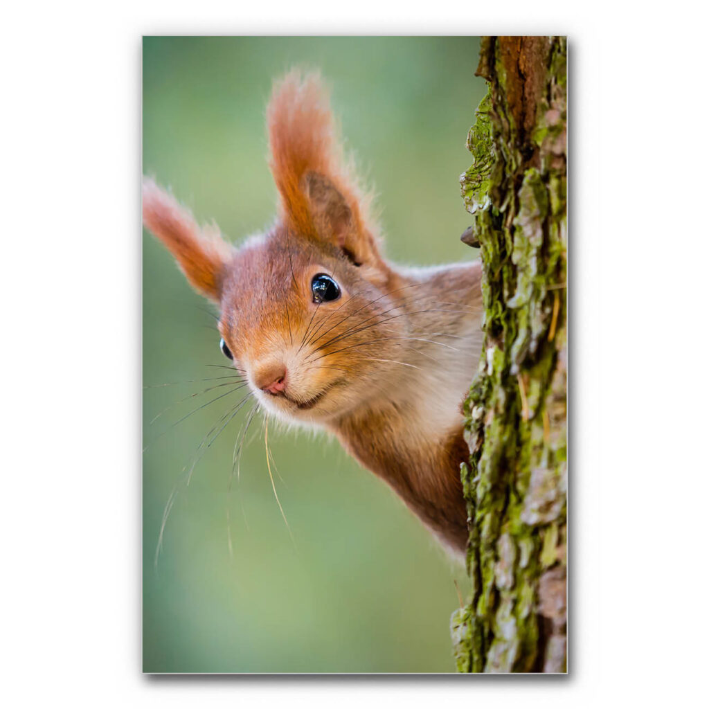 Akustikbild Eichhörnchen