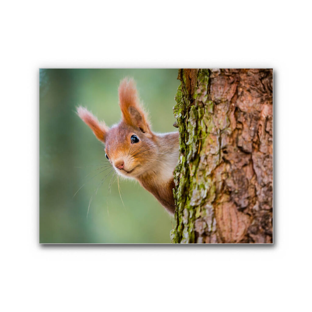 Akustikbild Eichhörnchen
