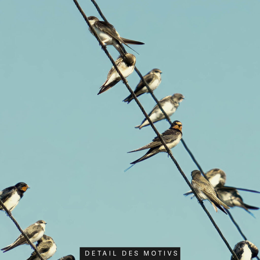 Akustikbild Vogelschwarm 2