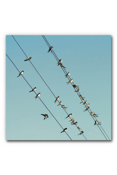 Akustikbild Vogelschwarm 2