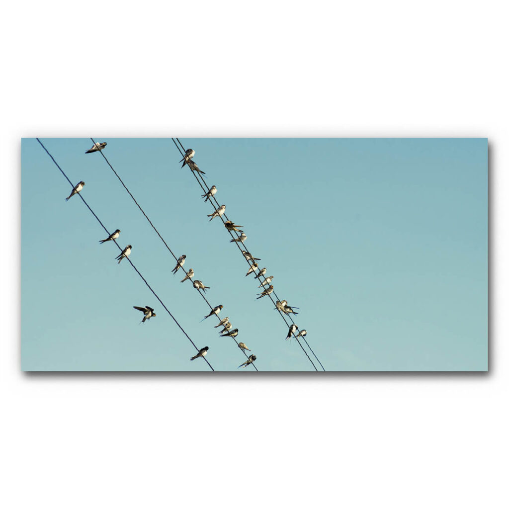 Akustikbild Vogelschwarm 2