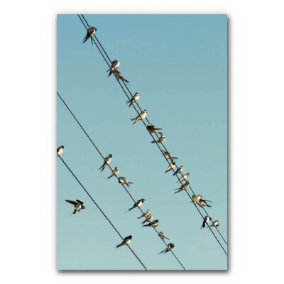 Akustikbild Vogelschwarm