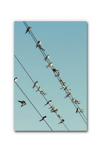 Akustikbild Vogelschwarm 2