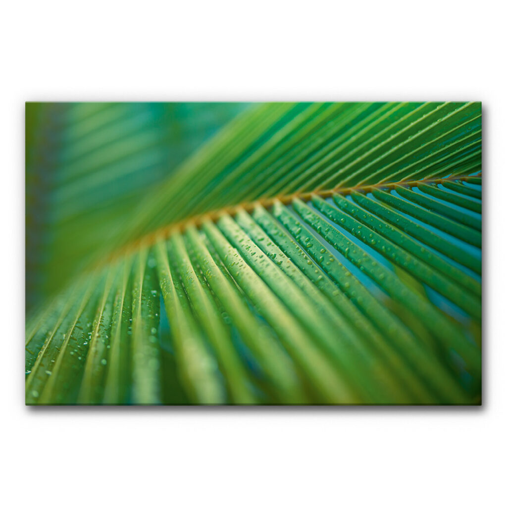 Akustikbild beruhigende Naturfotografie mit Makroaufnahme eines grünen Blattes, sichtbare Blattadern und kleine Wassertropfen, natürliches schallminderndes Wandbild.